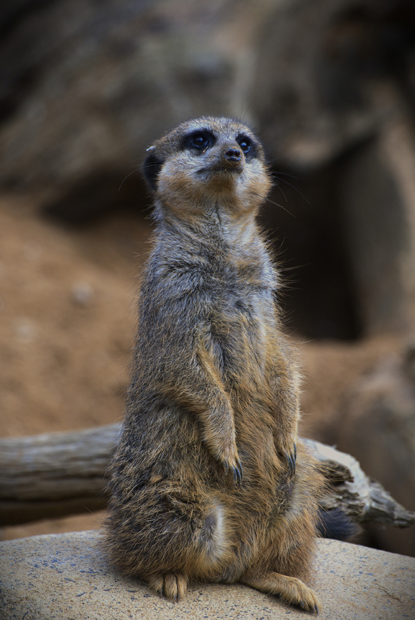 On Guard and Keeping an Eye on You - Julie Humphries